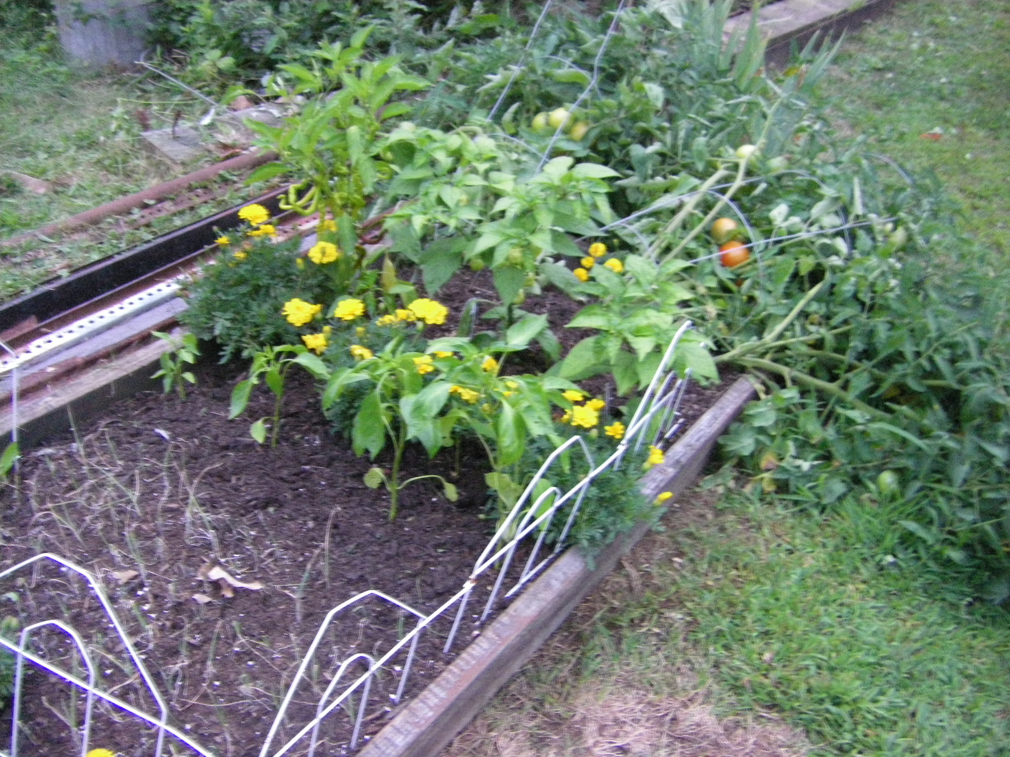 a small garden with a punch Communio